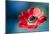 Red Poppy Blossom, Close-Up-Brigitte Protzel-Mounted Photographic Print