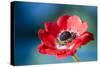 Red Poppy Blossom, Close-Up-Brigitte Protzel-Stretched Canvas