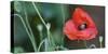 Red Poppy, Blossom, Close-Up-Andrea Haase-Stretched Canvas