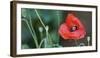 Red Poppy, Blossom, Close-Up-Andrea Haase-Framed Photographic Print