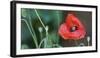 Red Poppy, Blossom, Close-Up-Andrea Haase-Framed Photographic Print