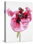 Red poppy blossom-Josh Westrich-Stretched Canvas