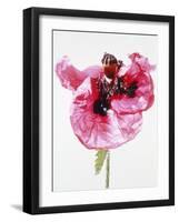 Red poppy blossom-Josh Westrich-Framed Photographic Print