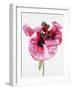 Red poppy blossom-Josh Westrich-Framed Photographic Print