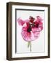 Red poppy blossom-Josh Westrich-Framed Photographic Print