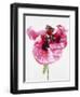 Red poppy blossom-Josh Westrich-Framed Photographic Print