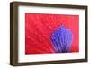 Red poppy / corn poppy, papaver rhoeas, spring, tuscany-Patrick Frischknecht-Framed Photographic Print