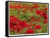 Red Poppy Dream-Natasha Wescoat-Framed Stretched Canvas