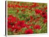 Red Poppy Dream-Natasha Wescoat-Stretched Canvas