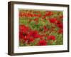 Red Poppy Dream-Natasha Wescoat-Framed Giclee Print