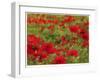 Red Poppy Dream-Natasha Wescoat-Framed Giclee Print