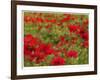 Red Poppy Dream-Natasha Wescoat-Framed Giclee Print