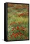 Red Poppy Field in Central Turkey During Springtime Bloom-Darrell Gulin-Framed Stretched Canvas