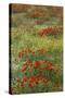 Red Poppy Field in Central Turkey During Springtime Bloom-Darrell Gulin-Stretched Canvas