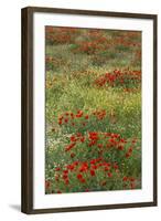 Red Poppy Field in Central Turkey During Springtime Bloom-Darrell Gulin-Framed Photographic Print