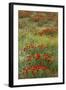 Red Poppy Field in Central Turkey During Springtime Bloom-Darrell Gulin-Framed Photographic Print