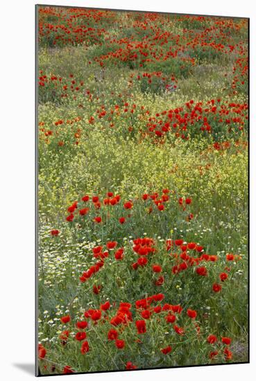 Red Poppy Field in Central Turkey During Springtime Bloom-Darrell Gulin-Mounted Photographic Print