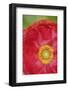Red poppy flower-Anna Miller-Framed Photographic Print