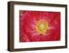 Red poppy flower-Anna Miller-Framed Photographic Print