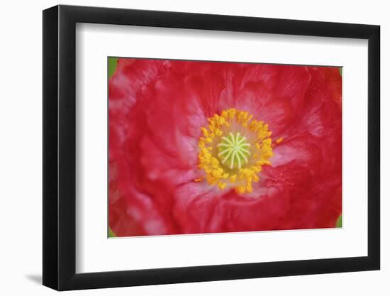 Red poppy flower-Anna Miller-Framed Photographic Print