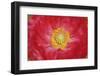 Red poppy flower-Anna Miller-Framed Photographic Print