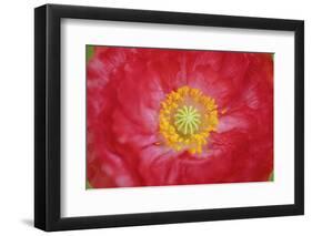 Red poppy flower-Anna Miller-Framed Photographic Print