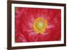 Red poppy flower-Anna Miller-Framed Photographic Print