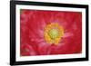 Red poppy flower-Anna Miller-Framed Photographic Print