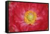 Red poppy flower-Anna Miller-Framed Stretched Canvas