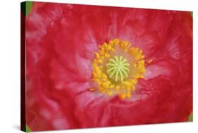 Red poppy flower-Anna Miller-Stretched Canvas