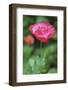 Red poppy flower-Anna Miller-Framed Photographic Print