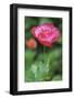 Red poppy flower-Anna Miller-Framed Photographic Print