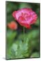 Red poppy flower-Anna Miller-Mounted Photographic Print