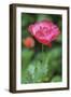 Red poppy flower-Anna Miller-Framed Photographic Print