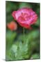 Red poppy flower-Anna Miller-Mounted Photographic Print