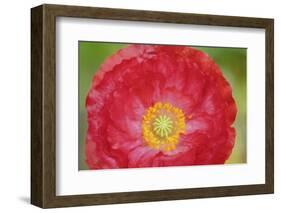 Red poppy flower-Anna Miller-Framed Photographic Print