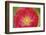 Red poppy flower-Anna Miller-Framed Photographic Print