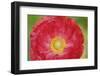 Red poppy flower-Anna Miller-Framed Photographic Print