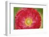 Red poppy flower-Anna Miller-Framed Photographic Print