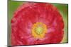 Red poppy flower-Anna Miller-Mounted Photographic Print