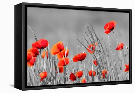 Red Poppy Flowers with Black and White Background-SNEHITDESIGN-Framed Stretched Canvas