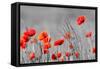 Red Poppy Flowers with Black and White Background-SNEHITDESIGN-Framed Stretched Canvas