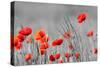 Red Poppy Flowers with Black and White Background-SNEHITDESIGN-Stretched Canvas