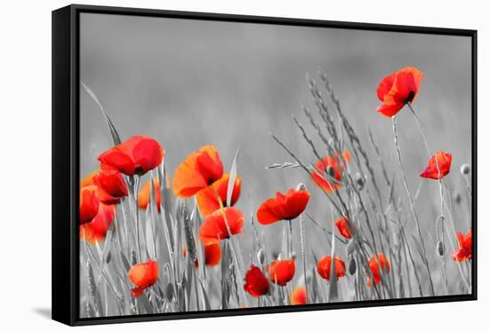 Red Poppy Flowers with Black and White Background-SNEHITDESIGN-Framed Stretched Canvas