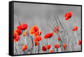 Red Poppy Flowers with Black and White Background-SNEHITDESIGN-Framed Stretched Canvas