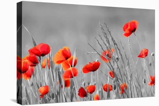 Red Poppy Flowers with Black and White Background-SNEHITDESIGN-Stretched Canvas