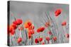 Red Poppy Flowers with Black and White Background-SNEHITDESIGN-Stretched Canvas