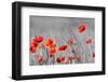 Red Poppy Flowers with Black and White Background-SNEHITDESIGN-Framed Premium Photographic Print