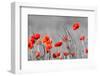 Red Poppy Flowers with Black and White Background-SNEHITDESIGN-Framed Premium Photographic Print