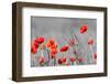 Red Poppy Flowers with Black and White Background-SNEHITDESIGN-Framed Photographic Print